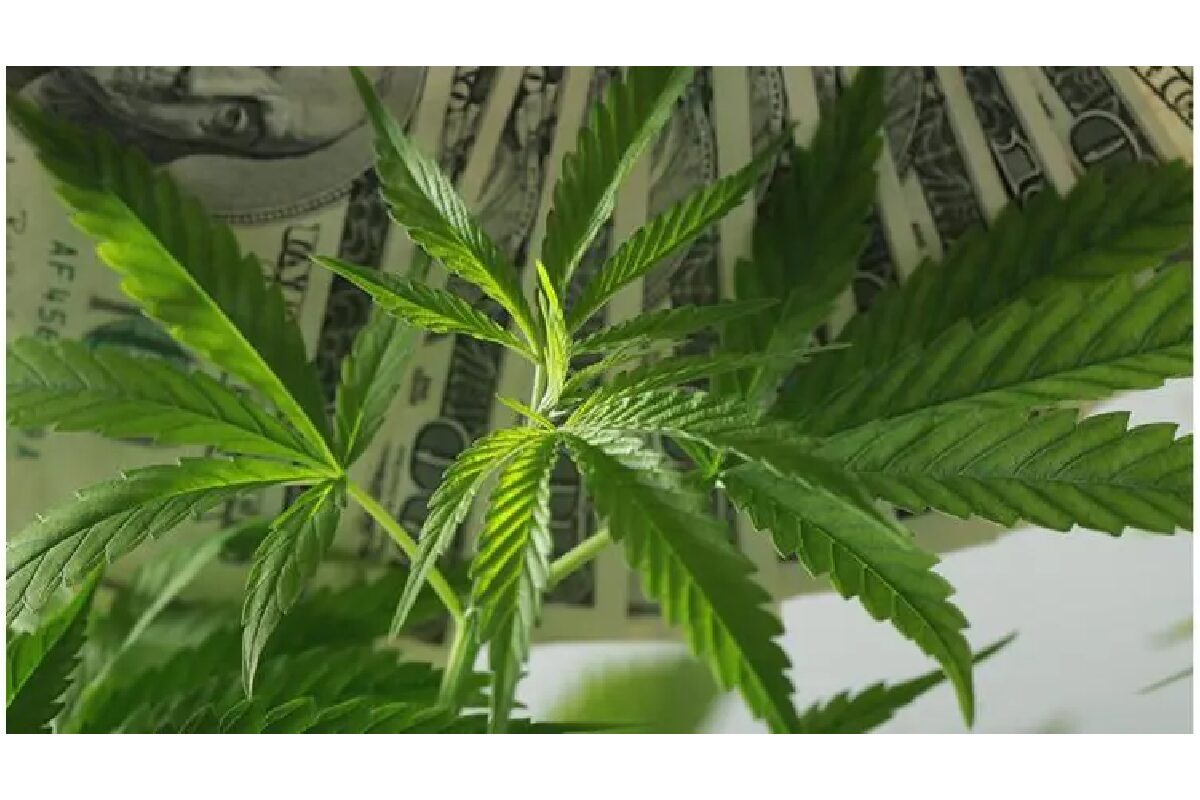 cannabis working capital